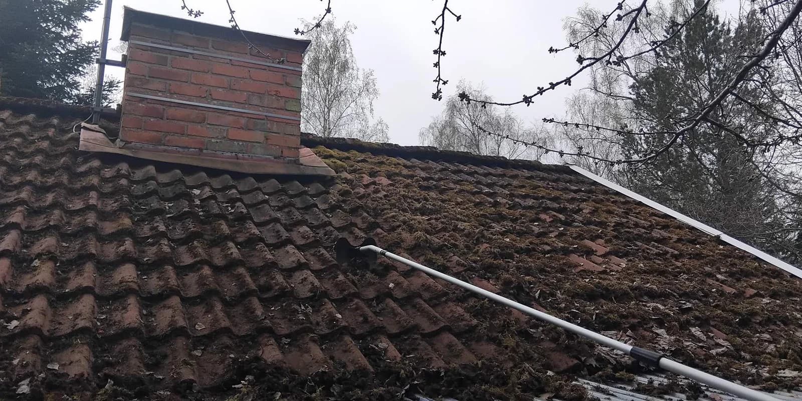 Tegeltak med tjock mossa där taket delvis skrapats