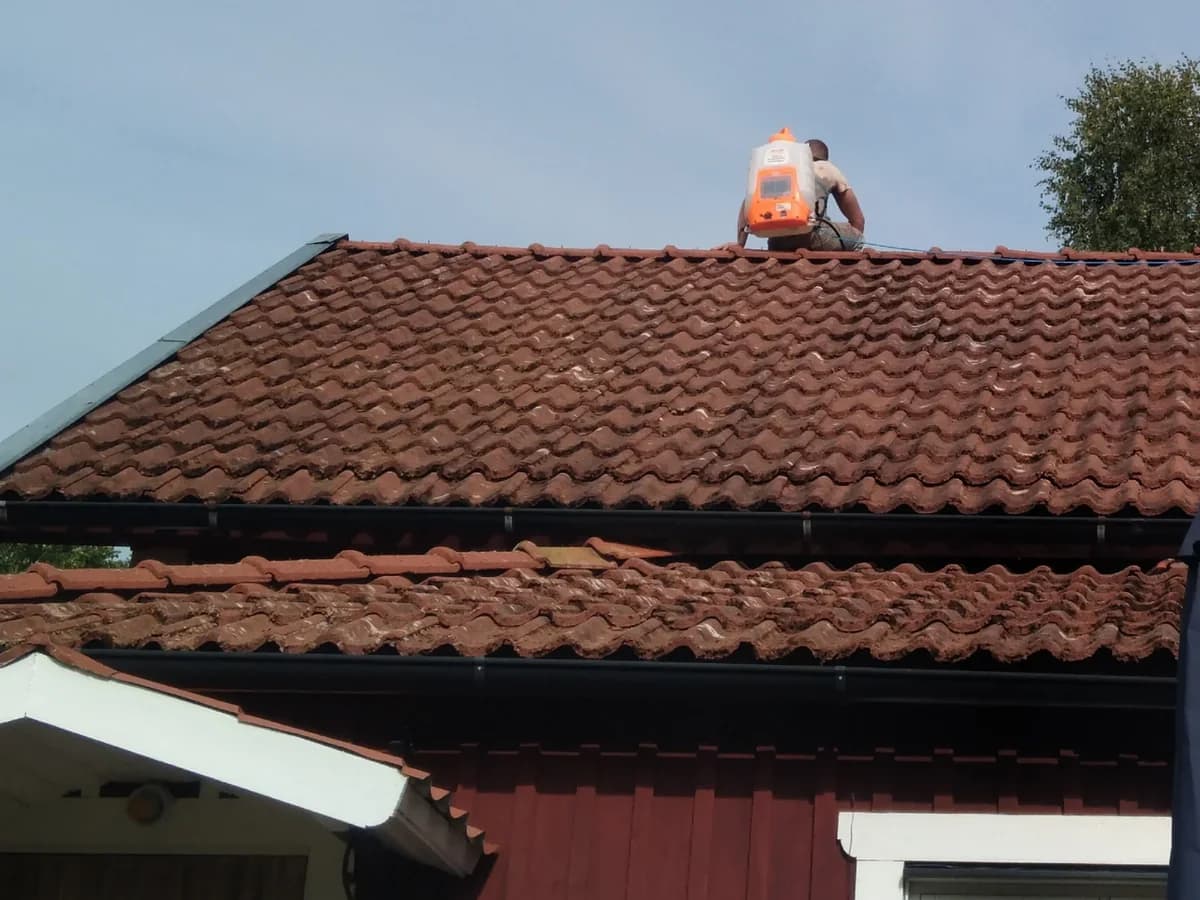 Tegeltak med alger och svartmögel före taktvätt