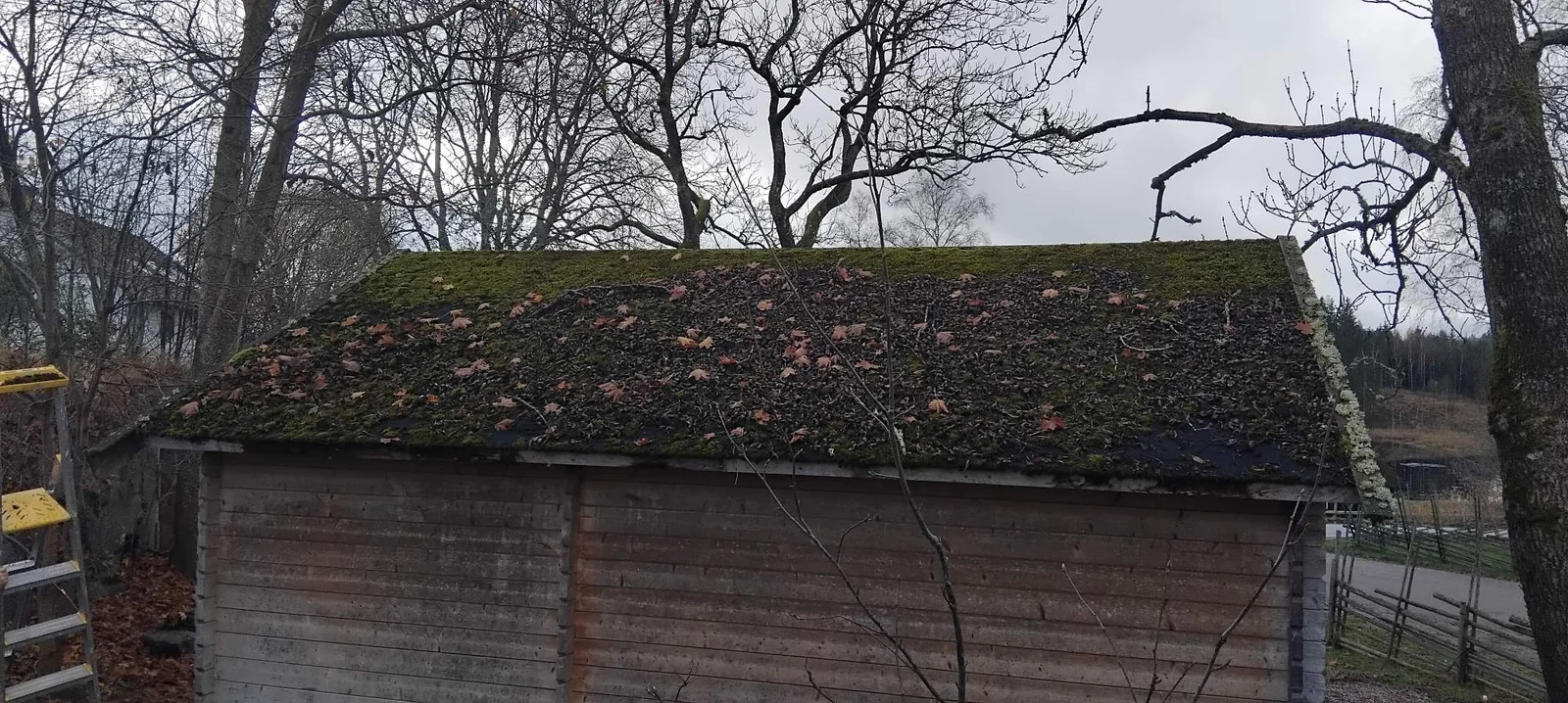 Kraftigt mossbevuxet shingeltak med lav längs kanten
